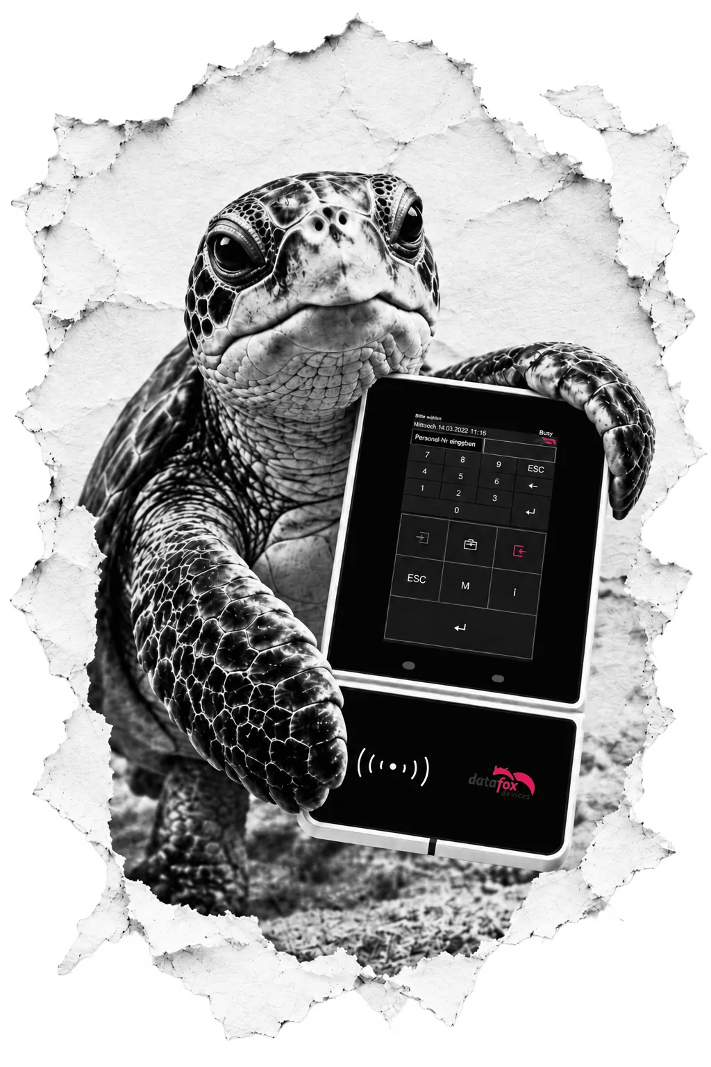 Die conni-Schildkröte hält ein Datafox-Terminal mit Ziffernblock und Transponderleser in die Kamera, gerahmt von gerissenem Papier.